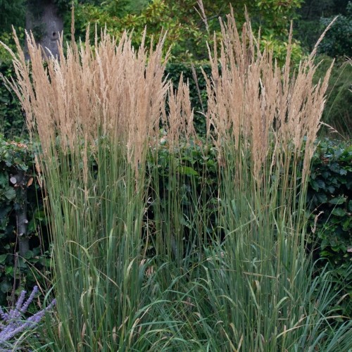 Calamagrostis x acutiflora 'Karl Foerster' - Teravaõieline kastik 'Karl Foerster' C1,5/1,5L